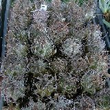 Astrophytum capricorne 'crassispinum' P1120262.jpg